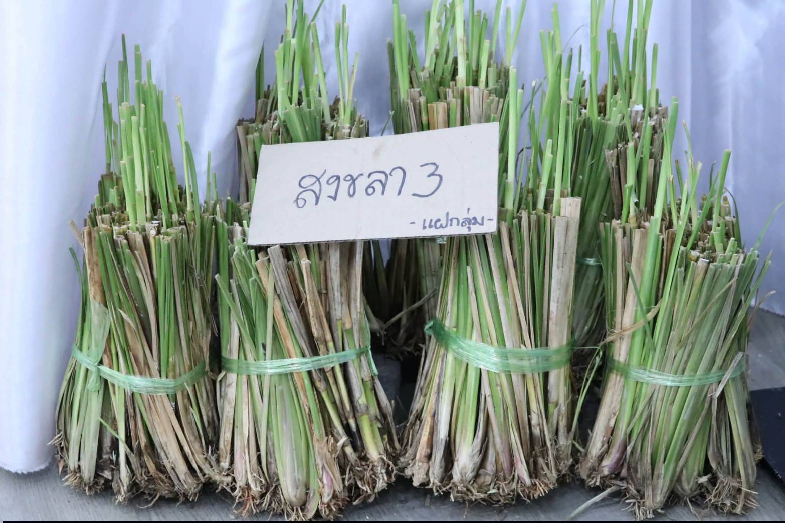 title - เลขาธิการสำนักงานการปฏิรูปที่ดินเพื่อเกษตรกรรม เป็นประธานในพิธีเปิดโครงการฝึกอบรมเชิงปฏิบัติการ หลักสูตร “รู้ปลูก รู้รักษา รู้คุณค่าของหญ้าแฝก” ระยะที่ 2 ภายใต้โครงการพัฒนาและรณรงค์การใช้หญ้าแฝกอันเนื่องมาจากพระราชดำริ ประจำปีงบประมาณ พ.ศ. 2569 ณ ศูนย์ส่งเสริมและพัฒนาอาชีพเสริมนอกภาคการเกษตร (ศพส.)